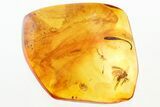 Detailed Fossil Leaf and Partial Fly in Baltic Amber #343401-1